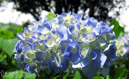 Japonia grădină de flori de asikaga sau arome de intoxicare de wisteria