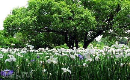 Japonia grădină de flori de asikaga sau arome de intoxicare de wisteria