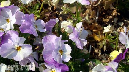 Japonia grădină de flori de asikaga sau arome de intoxicare de wisteria