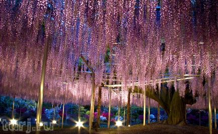 Japonia grădină de flori de asikaga sau arome de intoxicare de wisteria