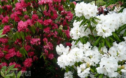 Japonia gradina de flori de asikaga sau aroma de intoxicare a wisteria