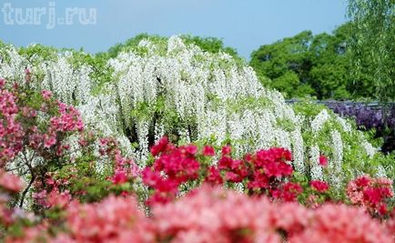 Japonia gradina de flori de asikaga sau aroma de intoxicare de wisteria