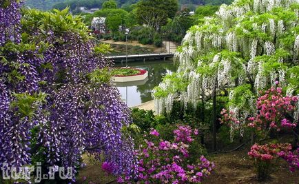 Japonia gradina de flori de asikaga sau aroma de intoxicare a wisteria