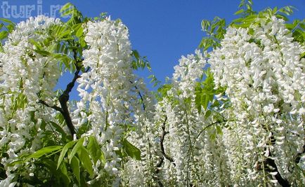 Japonia gradina de flori de asikaga sau aroma de intoxicare a wisteria