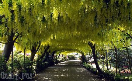 Japonia grădină de flori de asikaga sau arome de intoxicare de wisteria