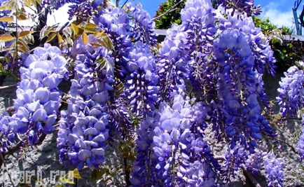 Japonia gradina de flori de asikaga sau aroma de intoxicare de wisteria