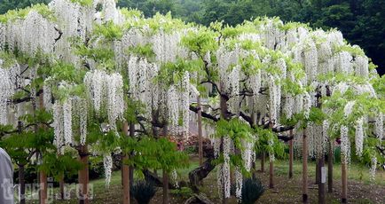 Japonia gradina de flori de asikaga sau aroma de intoxicare a wisteria