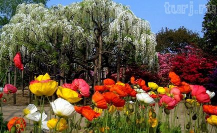 Japonia grădină de flori de asikaga sau arome de intoxicare de wisteria