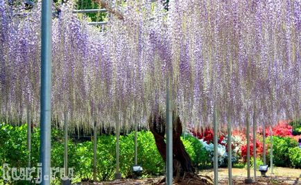 Japonia grădină de flori de asikaga sau arome de intoxicare de wisteria