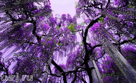 Japonia grădină de flori de asikaga sau arome de intoxicare de wisteria