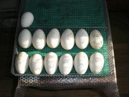 Ouăle din incubația tabelului Indocholes și puii care alăptează