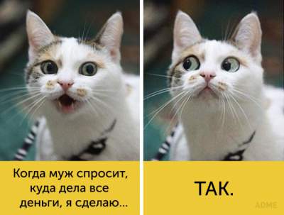 Expresiile faciale amuzante ale acestor pisici vor râde cei mai trist oameni