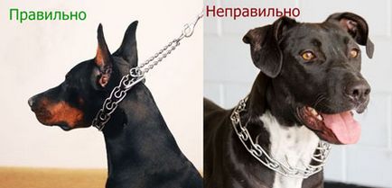 De ce câinii au un guler strict, un inel - dogcollar - muniție și accesorii pentru câini