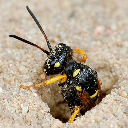 Pământurile de viespi cum să scapi de aceste insecte sunt sigure pentru sănătatea lor