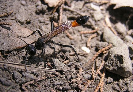 Pământurile de viespi cum să scapi de aceste insecte sunt sigure pentru sănătatea lor