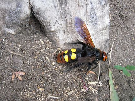 Pământurile de viespi cum să scapi de aceste insecte sunt sigure pentru sănătatea lor