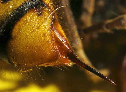 Pământurile de viespi cum să scapi de aceste insecte sunt sigure pentru sănătatea lor