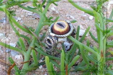 Inel feminin în formă de șerpi cu ochiul cobrei reptilei regale