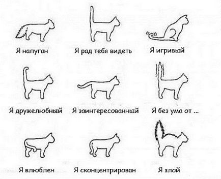 Значення котячих жестів, найцікавіше в світі