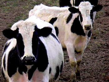 Знання темпераменту корови може підвищити ефективність господарства - науково-популярний портал