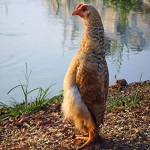 Cenușă la puii găini, un forum pentru creșterea și păstrarea păsărilor