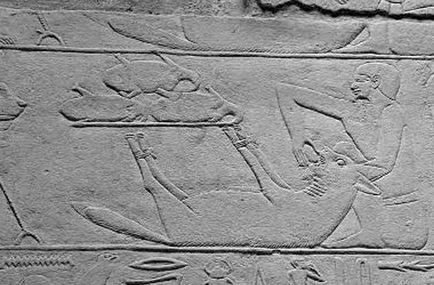 10 Фактів про священних тварин, яким поклонялися в стародавньому Єгипті