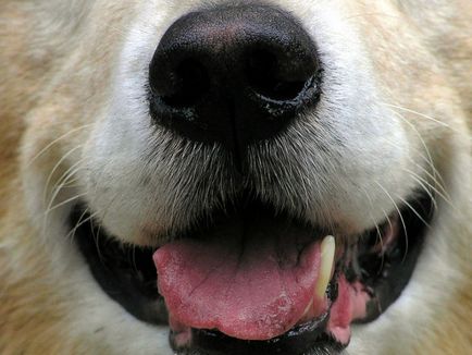 10 tény a kutya, amely meg fogja lepni