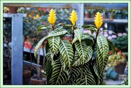 Aphelandra (aphelandra)