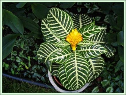 Aphelandra (aphelandra)