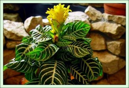 Aphelandra (aphelandra)