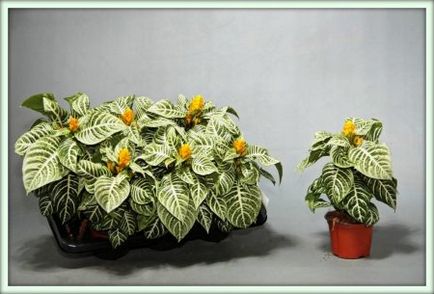 Aphelandra (aphelandra)