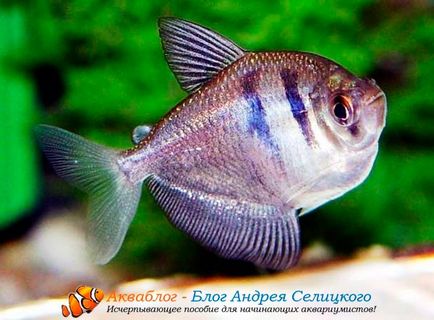Акваріумна риба тернеция - як доглядати за нею в акваріумі