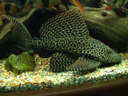 Akváriumi halak pterigopliht brokát - a megfelelő választás (pterigopliht) Akváriumi halak pterigopliht brokát - a megfelelő választás