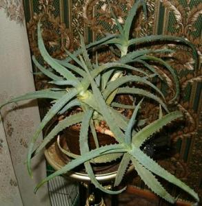 Aloe înrădăcinare - arhive de secțiune suculente - pe forum