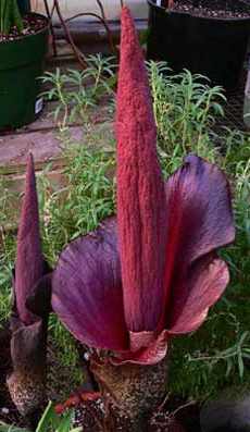 Caracteristicile cognacului Amorphophallus ale plantelor de apartament de tip cognac de tip amorphophallus