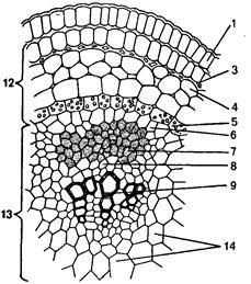 Анатомічна структура стебла - студопедія