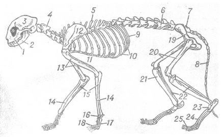 Анатомо-фізіологічні особливості кішок, будова скелета кішки, кістки, будова черепа, будова