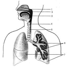 Caracteristici anatomice și fiziologice ale sistemului respirator