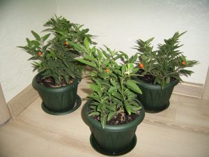 Anginnik proprietăți medicinale și indicații pentru utilizarea plantelor
