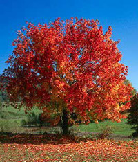 Apk - vitus - roșu de stejar