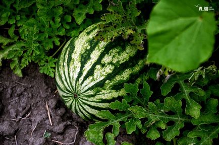 Pepene verde an, agricultorii de salvare cresc tărți și nu se tem de criză - koryo saram