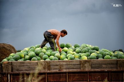 Pepene verde an, agricultorii de salvare cresc tărți și nu se tem de criză - koryo saram