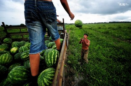 Pepene verde an, agricultorii de salvare cresc tărți și nu se tem de criză - koryo saram