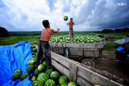 Кавуновий рік спаські фермери вирощують баштанні і не бояться кризи - Корі Сараму