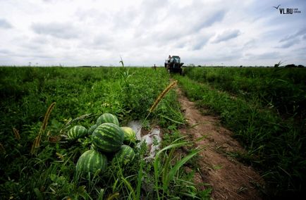 Pepene verde an, agricultorii de salvare cresc tărți și nu se tem de criză - koryo saram