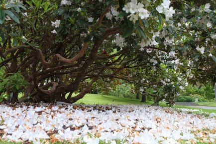 Azalea plantare și îngrijire japoneză, fotografie, varietate