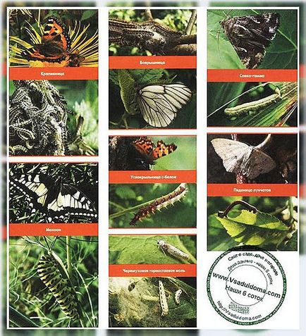 Метелики шкідники - фото і опис, сайт про сад, дачі і кімнатних рослинах