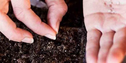 Баклажани в відкритому грунті вирощування і догляд, вибір сорту і насіння, фото