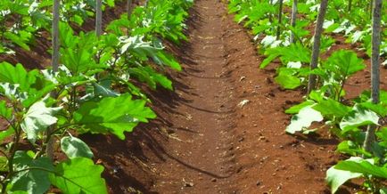 Баклажани в відкритому грунті вирощування і догляд, вибір сорту і насіння, фото