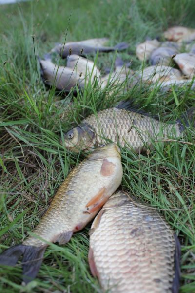 Байкери відпочивають) або як я з'їздила в село